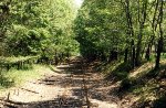 Tracks thru the trees